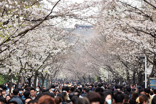 鸡鸣寺樱花大道