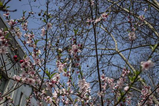 明媚春光下盛开的桃花