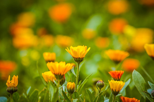 百日菊