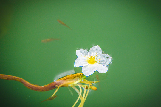 海菜花