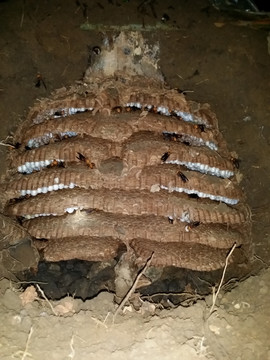 土洞里的蜂巢