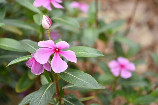 格桑花