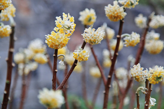 结香花