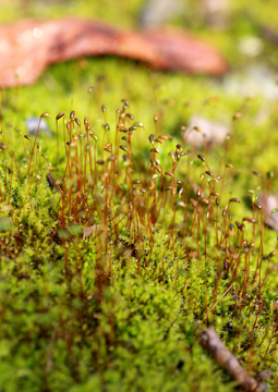 苔藓嫩芽