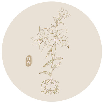 百合中草藥線描