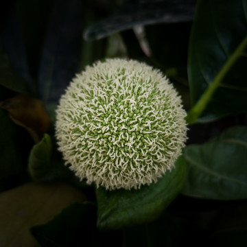 菠蘿蜜