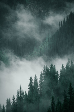 中国新疆天山浓雾密林自然风光