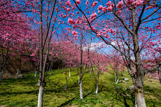 樱花树