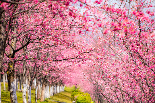 樱花