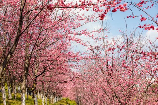 樱花