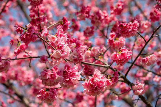 樱花