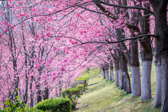 樱花