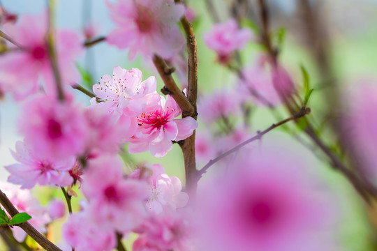 桃花