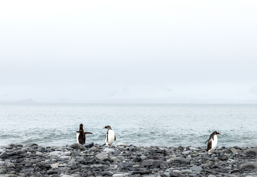 海边南极企鹅