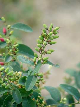 鼠李科植物勾儿茶