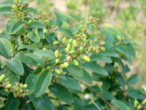 鼠李科植物勾儿茶