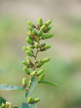 鼠李科植物勾儿茶