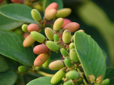 鼠李科植物勾儿茶