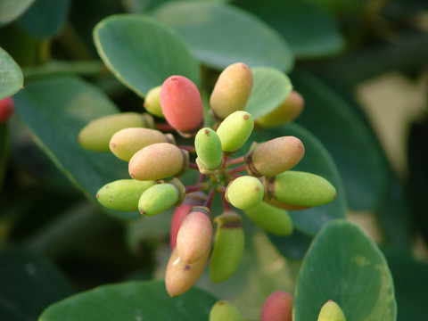 鼠李科植物勾儿茶