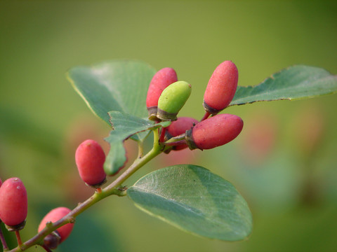 鼠李科植物勾儿茶