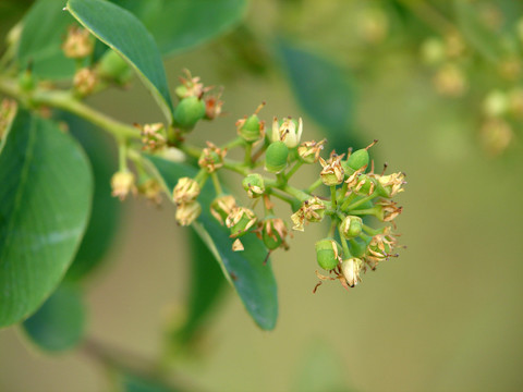 鼠李科植物勾儿茶