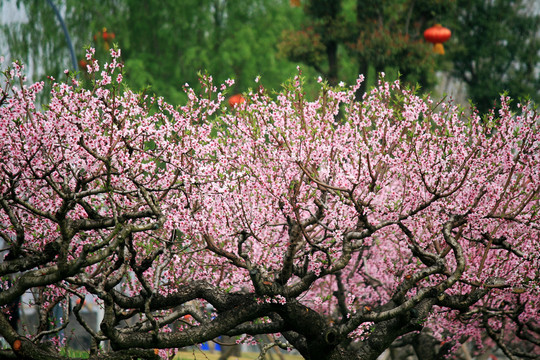 桃树开花