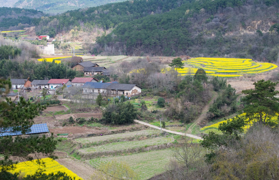 山区油菜花