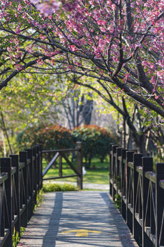 顾村公园樱花