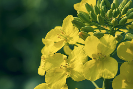 油菜花