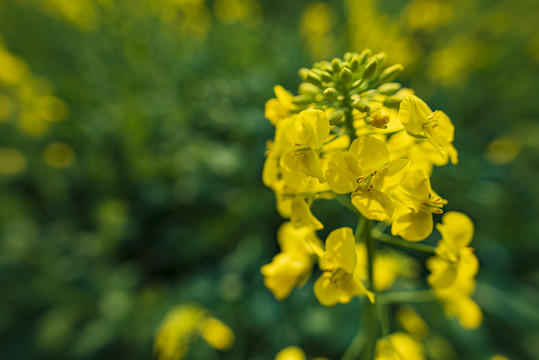 油菜花