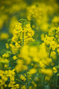 油菜花