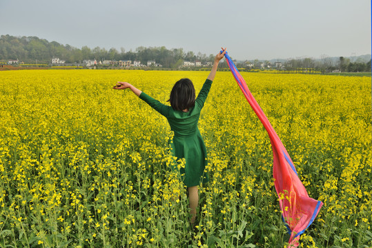 油菜花风景