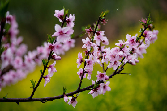 粉红桃花