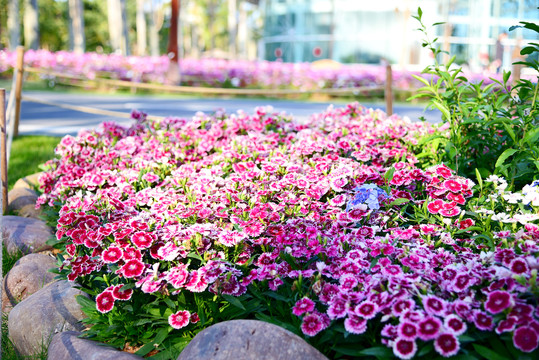 花坛鲜花景观