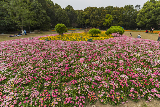 公园花草地