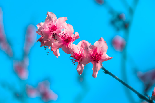 宁波东钱湖海棠花