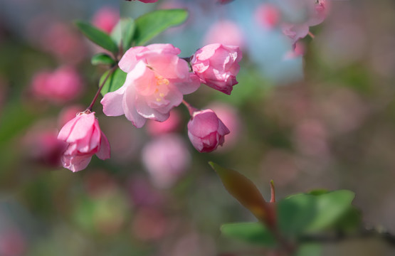 宁波东钱湖海棠花