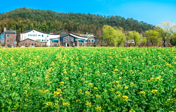 宁波东钱湖油菜花