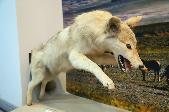 白狼动物标本