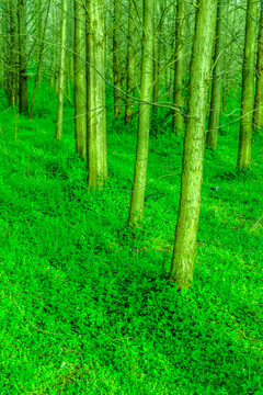 绿色阳光森林