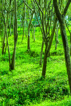 绿色阳光树林
