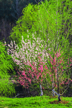 春暖花开