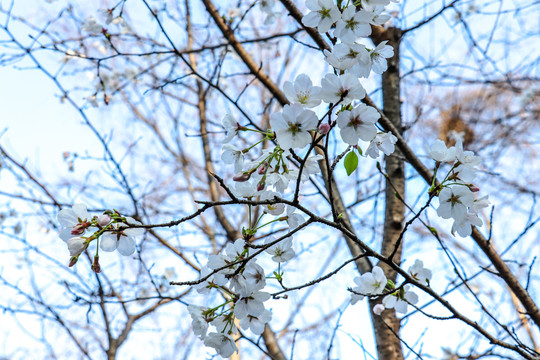 樱花