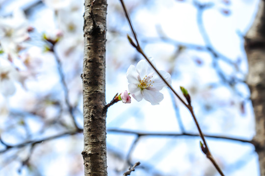 樱花