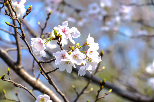 樱花