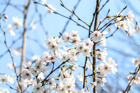 樱花