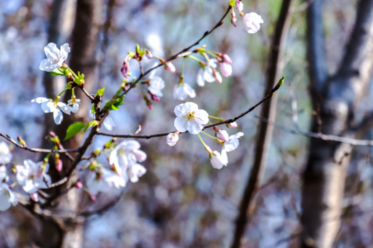 樱花