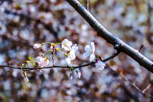 樱花