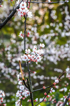 春暖花开