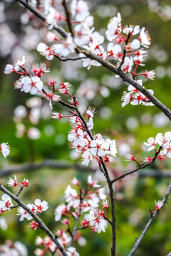 春暖花开